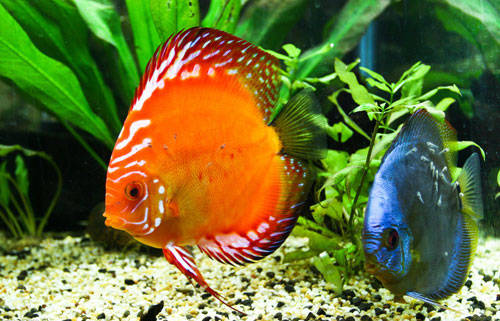居家養魚風水講究，怎麽養魚招財運？