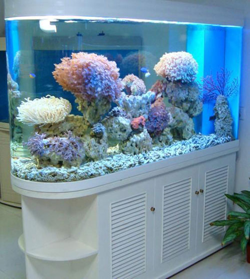居家養魚風水講究，怎麽養魚招財運？