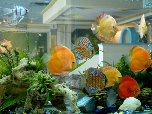 居家養魚風水講究，怎麽養魚招財運？