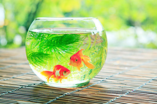 居家養魚風水講究，怎麽養魚招財運？